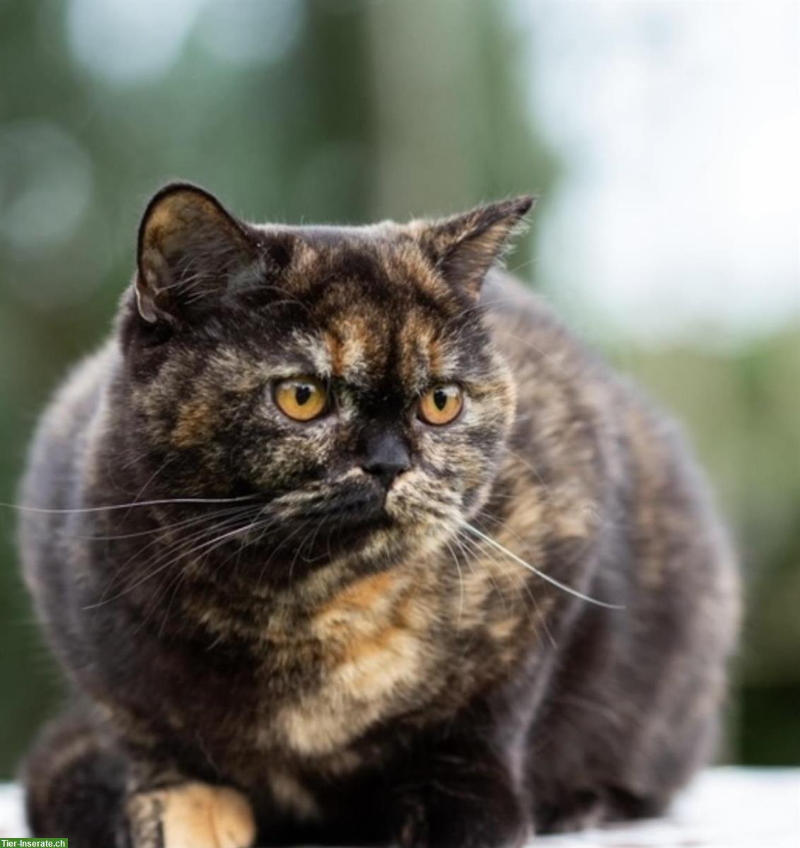 Bild 3: 2 BKH Katzen, 1.5 & 2.5-jährig mit Stammbaum