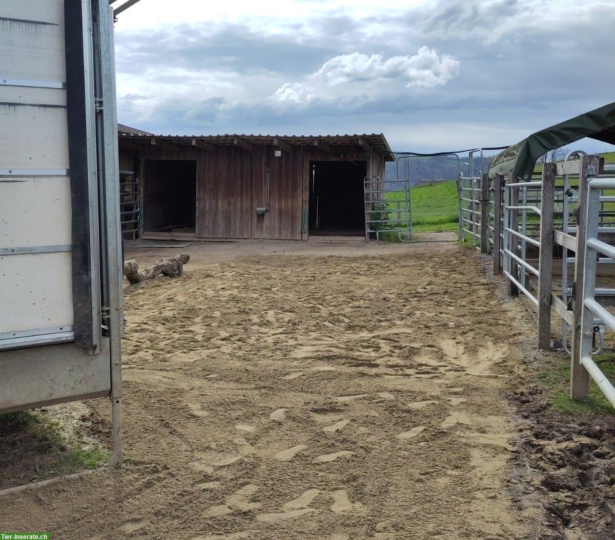 Bild 5: Offenstallplatz in 3er Gruppe frei in Tägertschi BE