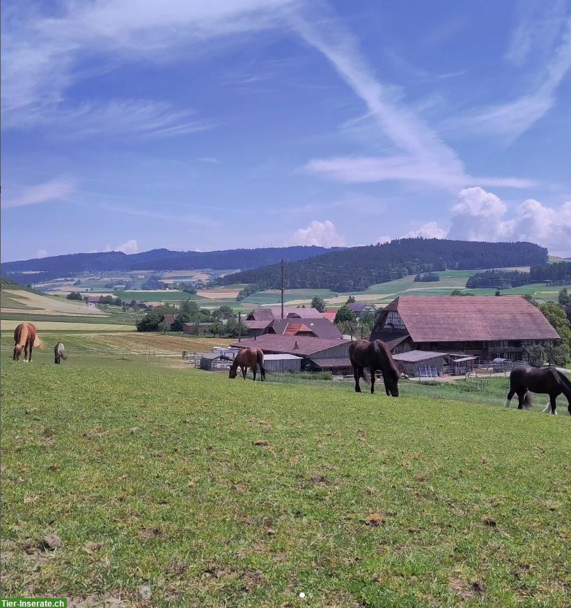 Bild 9: Offenstallplatz in 3er Gruppe frei in Tägertschi BE