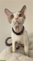 Wundervoller Devon Rex Deckkater