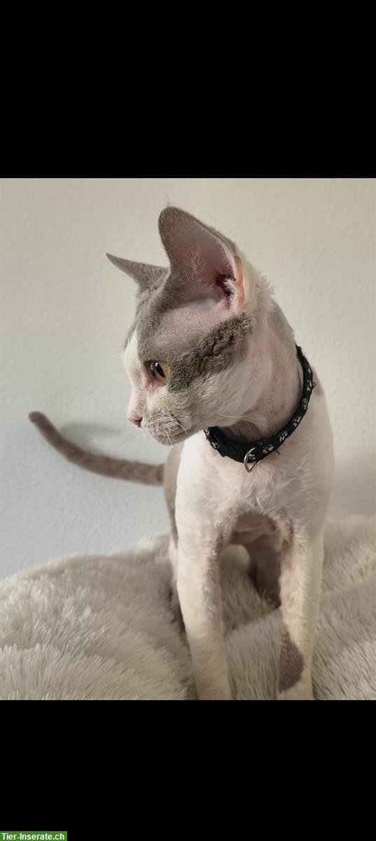 Bild 2: Wundervoller Devon Rex Deckkater