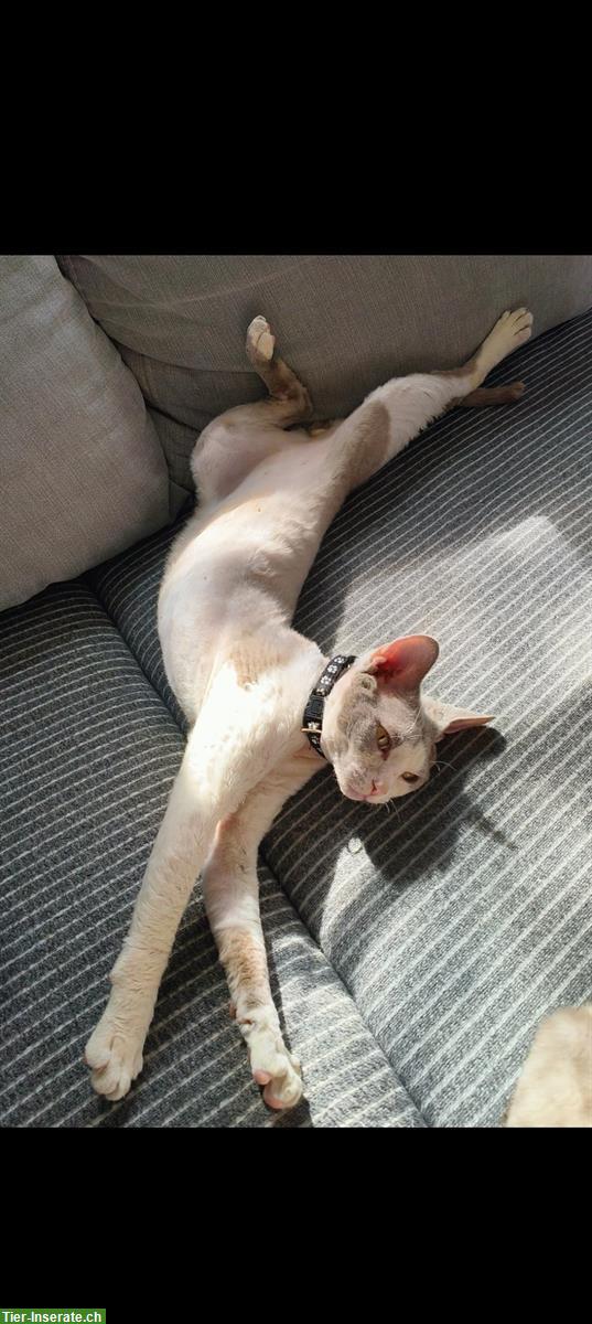 Bild 3: Wundervoller Devon Rex Deckkater