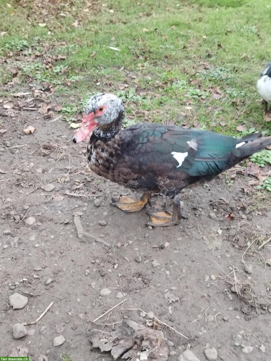 Bild 3: Handzahmer Stummenten Erpel aus Naturbrut