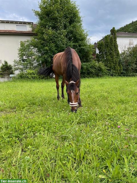 16-jähriger Lusitano Wallach zu verkaufen