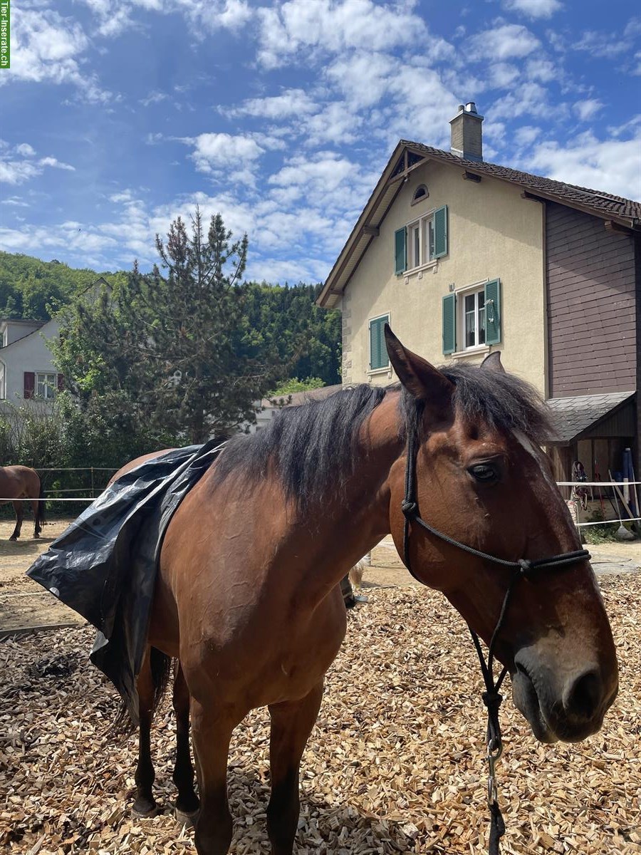 Bild 2: 16-jähriger Lusitano Wallach zu verkaufen