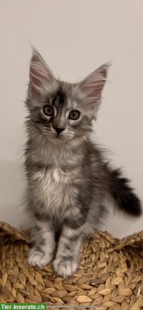 Bild 10: Reinrassige Maine Coon Kitten aus Hobbyzucht