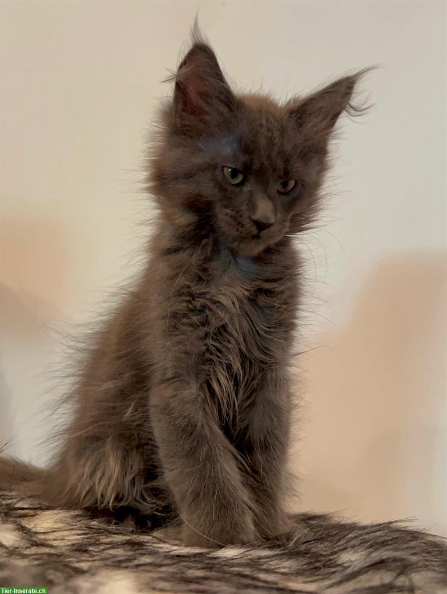 Bild 7: Reinrassige Maine Coon Kitten aus Hobbyzucht