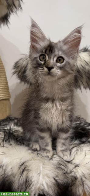 Bild 8: Reinrassige Maine Coon Kitten aus Hobbyzucht