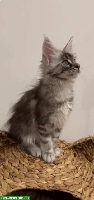 Bild 9: Reinrassige Maine Coon Kitten aus Hobbyzucht