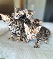 Reinrassige Bengal Kitten, männlich & weiblich