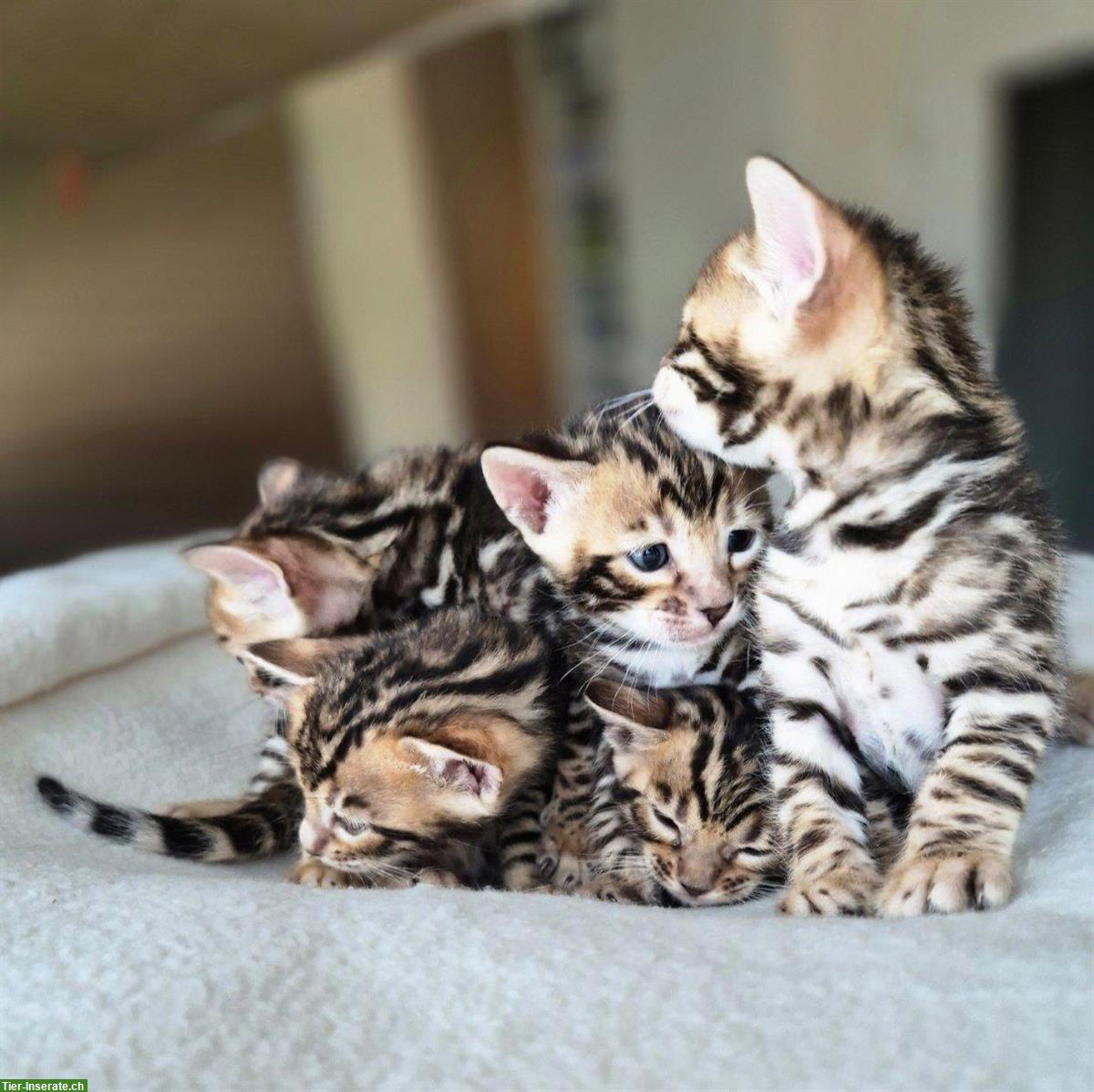 Bild 3: Reinrassige Bengal Kitten, männlich & weiblich