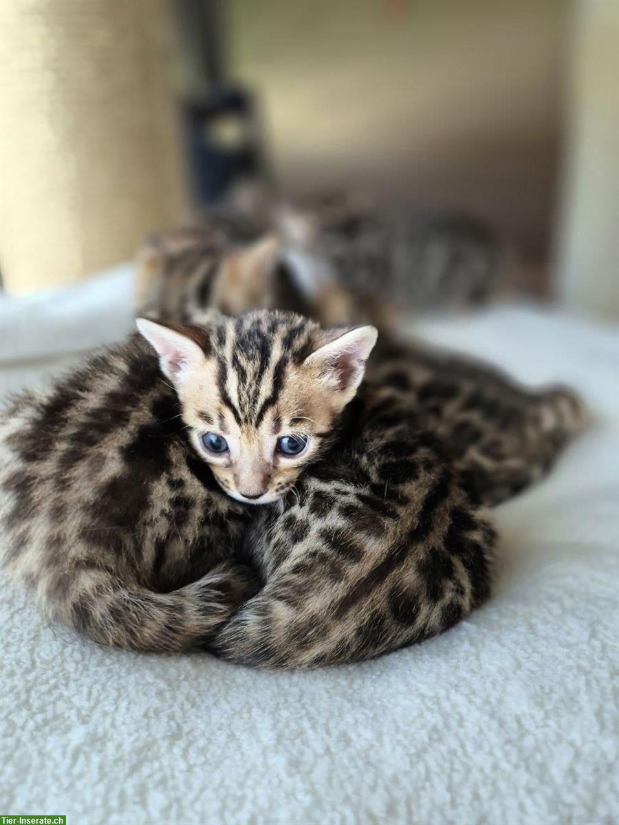 Bild 5: Reinrassige Bengal Kitten, männlich & weiblich