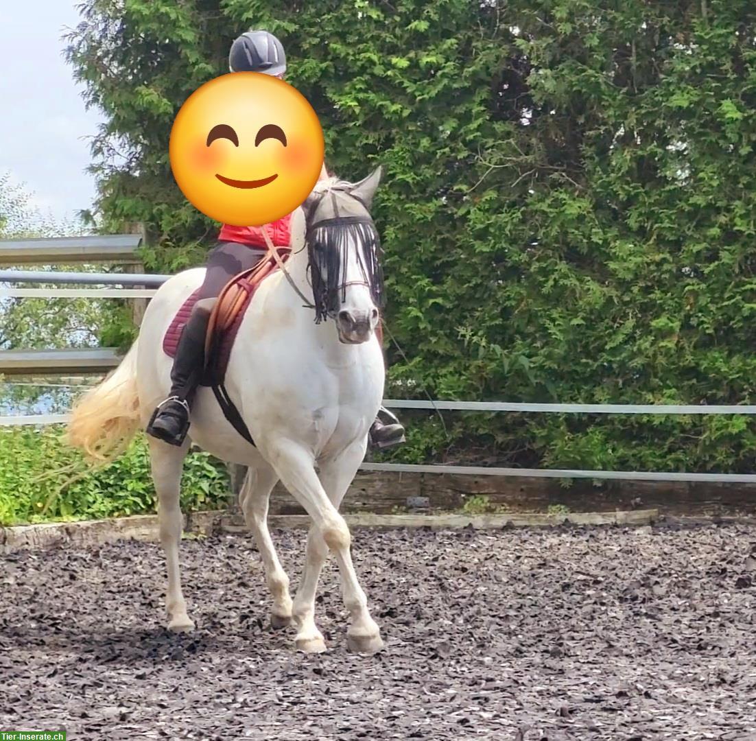 Reitbeteiligung mit Reitstunden, alte klassische Reitkunst