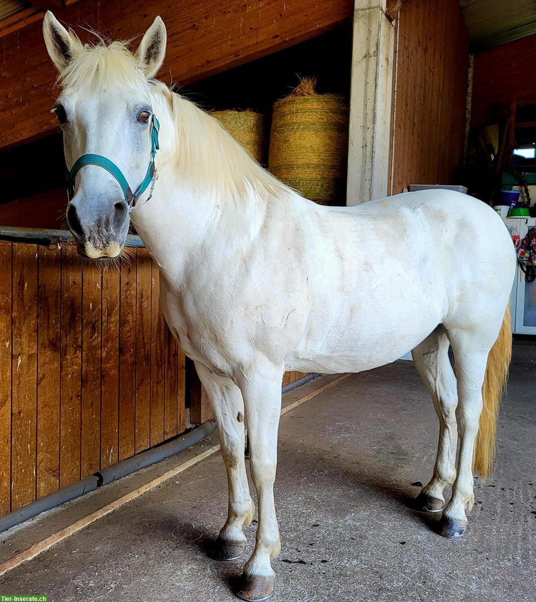 Bild 3: Reitbeteiligung mit Reitstunden, alte klassische Reitkunst