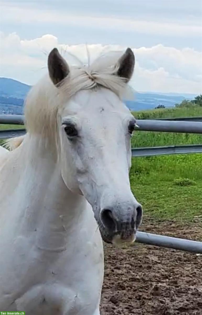 Bild 4: Reitbeteiligung mit Reitstunden, alte klassische Reitkunst