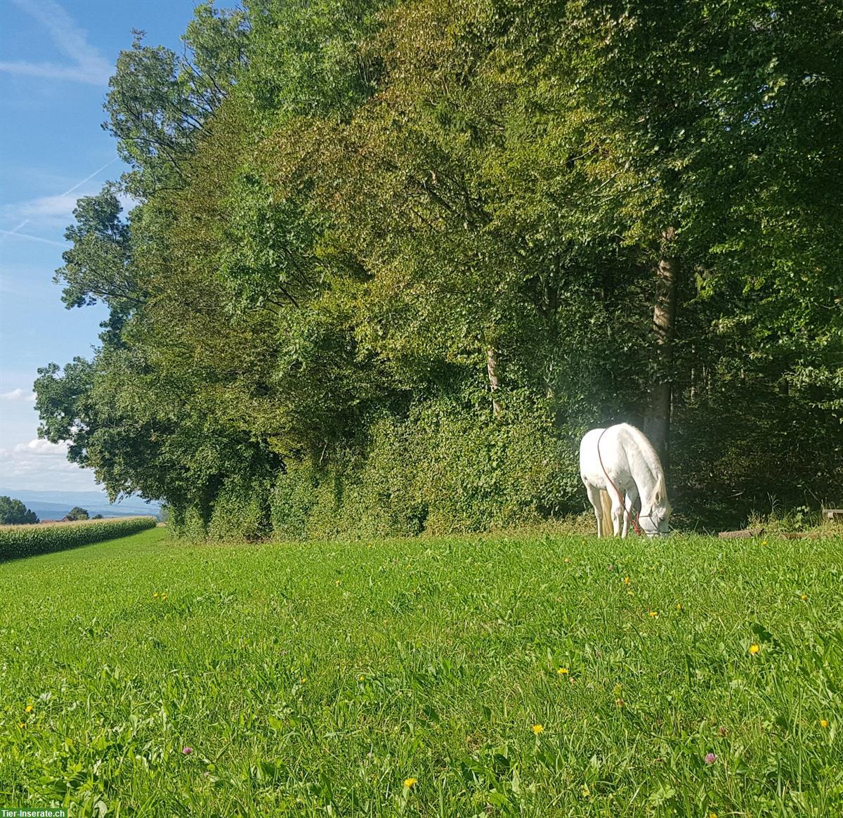 Bild 5: Reitbeteiligung mit Reitstunden, alte klassische Reitkunst