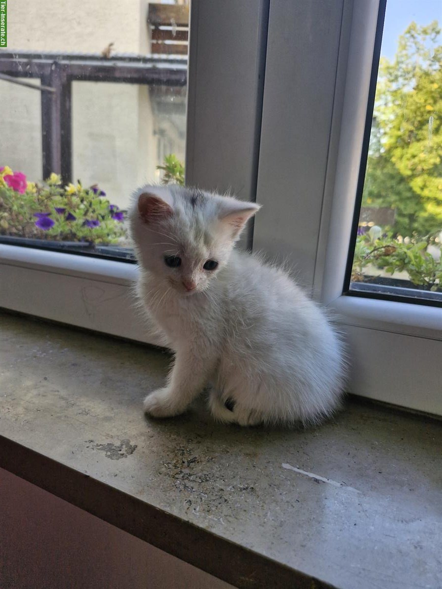 Bild 3: Junge BKH Mix Hauskatzen weiß und getigert