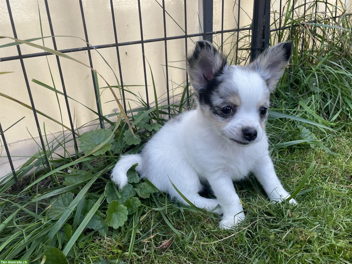 Junge Chihuahua Welpen mit Ahnentafel