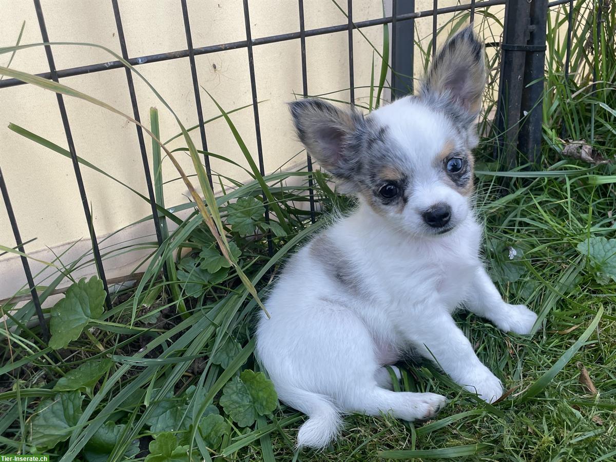 Bild 3: Junge Chihuahua Welpen mit Ahnentafel