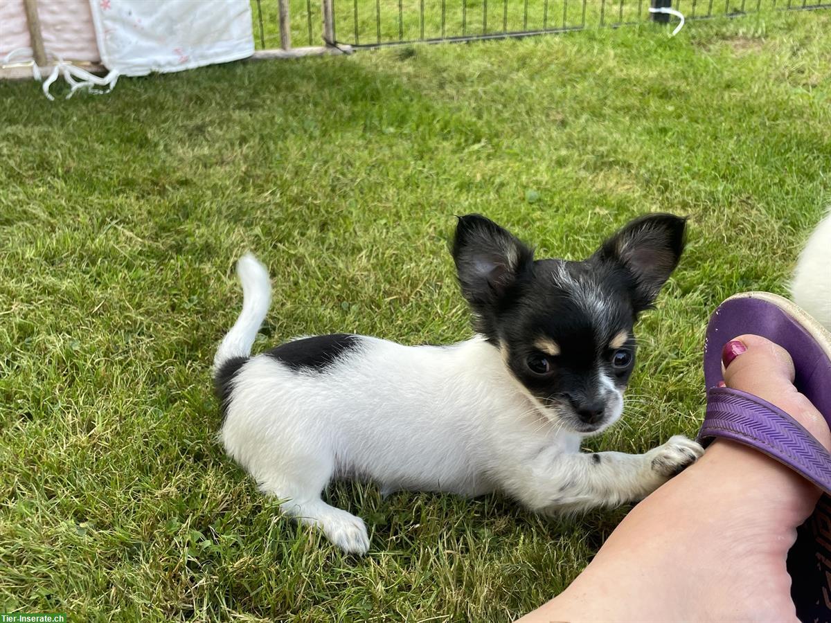 Bild 4: Junge Chihuahua Welpen mit Ahnentafel