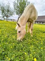 Quarter Horse Wallach als Beistellpferd zu verkaufen