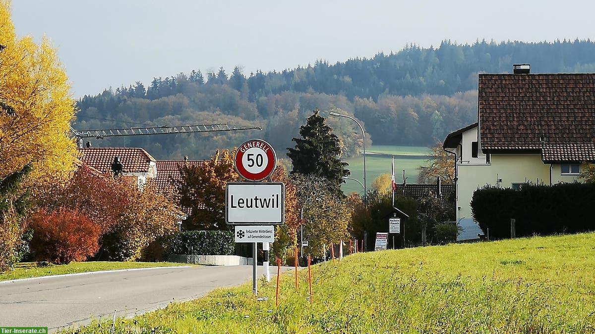 Mehrfamilienhaus mit Reitstall & Reitplatz zu verkaufen