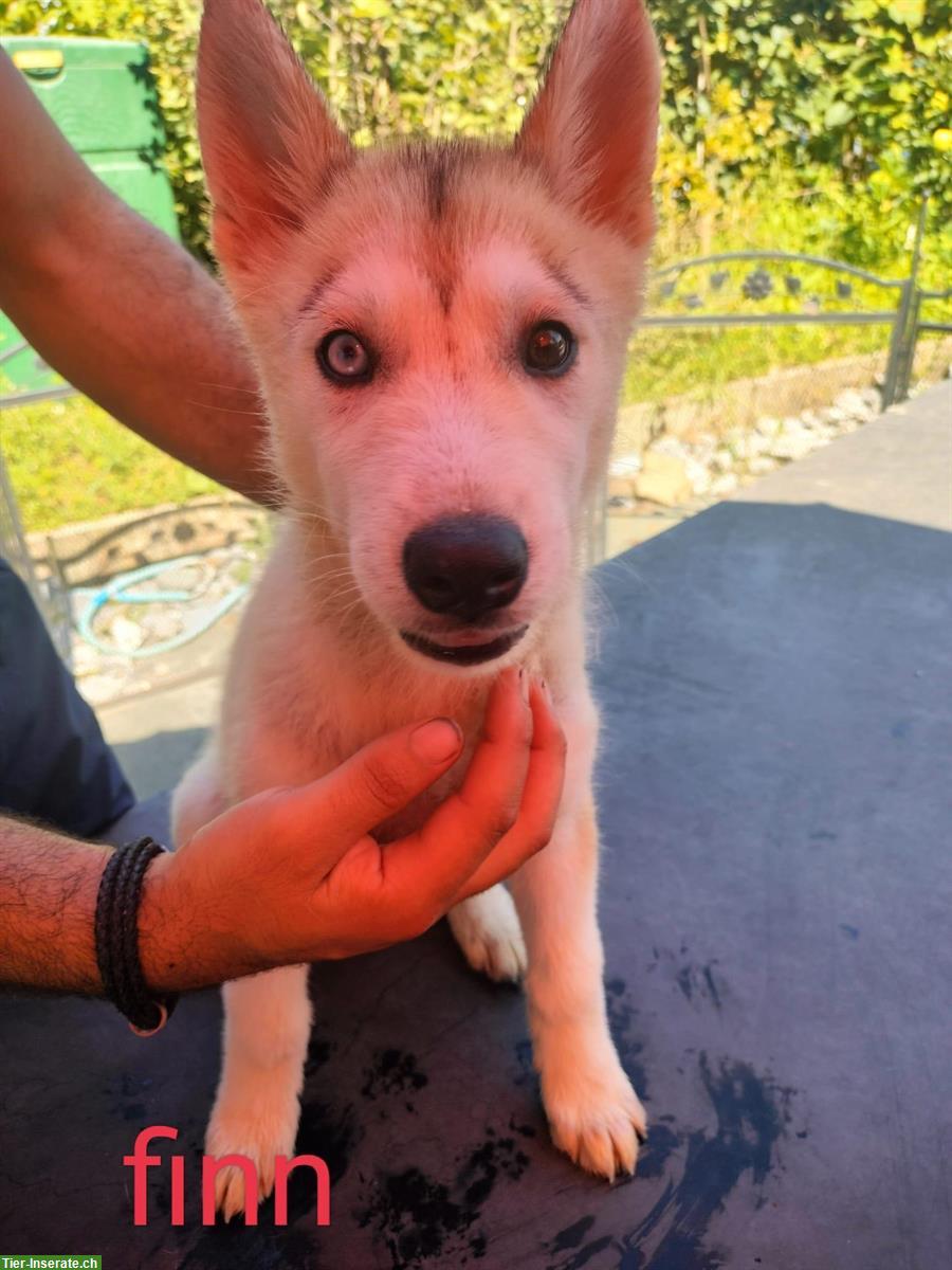 Bild 5: Siberian Husky Welpen, männlich und weiblich