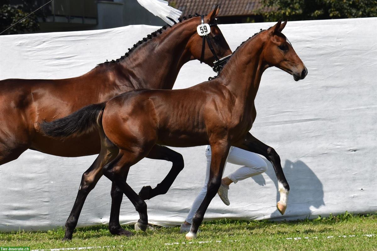 Bild 2: Edles Warmblut Hengstfohlen mit Top-Dressurgenetik