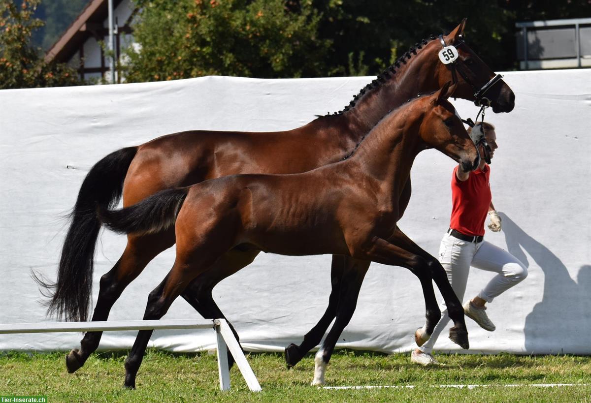 Bild 3: Edles Warmblut Hengstfohlen mit Top-Dressurgenetik