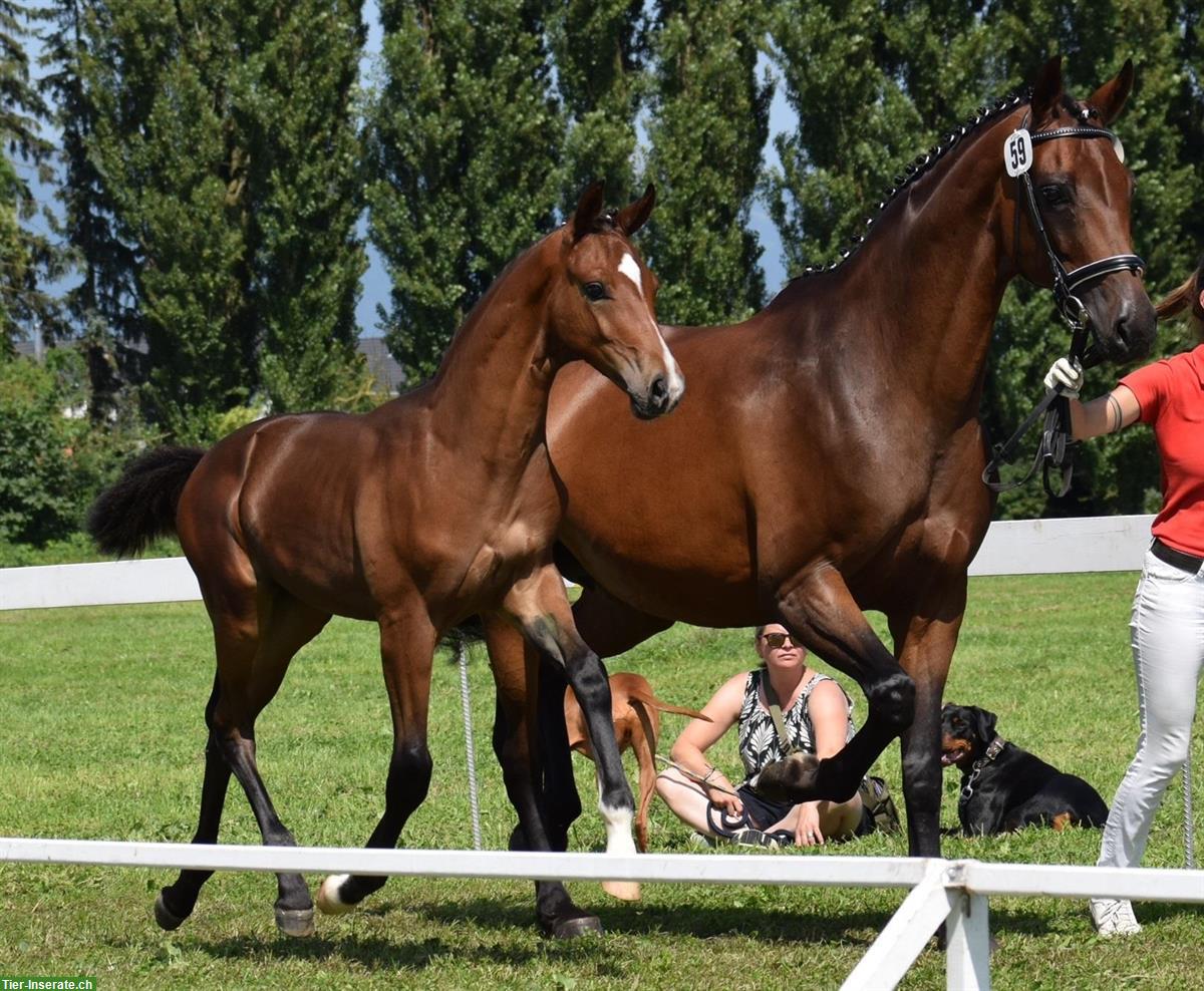 Bild 4: Edles Warmblut Hengstfohlen mit Top-Dressurgenetik