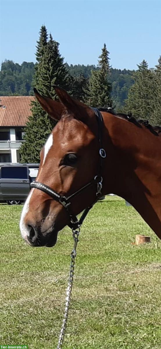 Bild 5: Edles Warmblut Hengstfohlen mit Top-Dressurgenetik