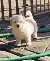 Bolonka x Bichon Frise Mischlingswelpen