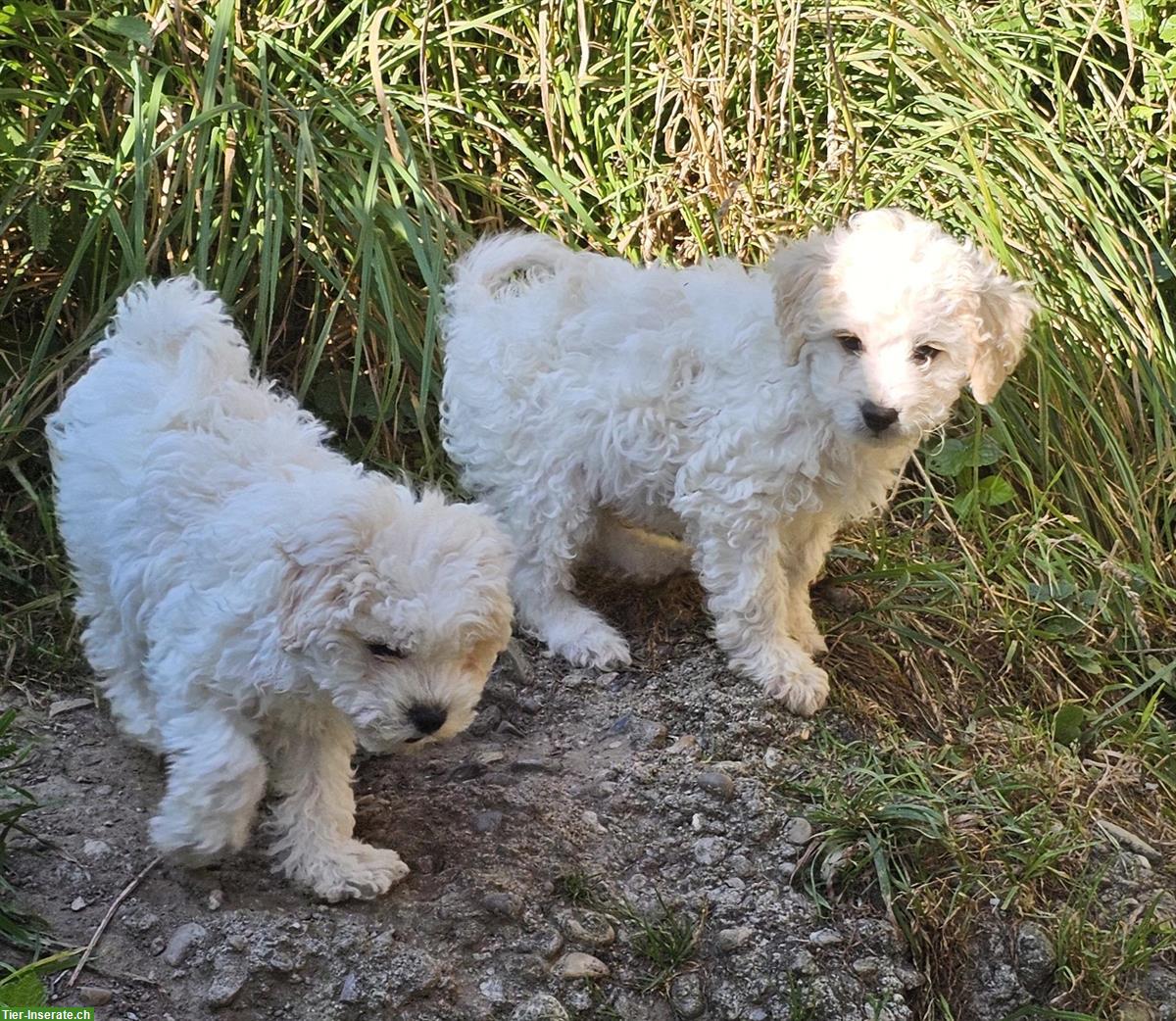 Bild 3: Bolonka x Bichon Frise Mischlingswelpen