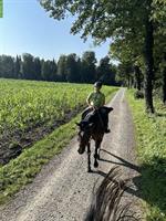 Reitbeteiligung für brave Stute in Geuensee LU