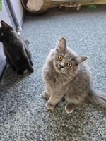 British Longhair Katzen suche ein Zuhause