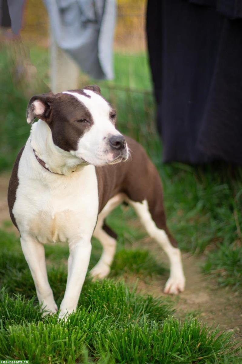 Bild 2: Yoda, eine freundliche AmStaff-Mix Hündin aus dem Tierschutz