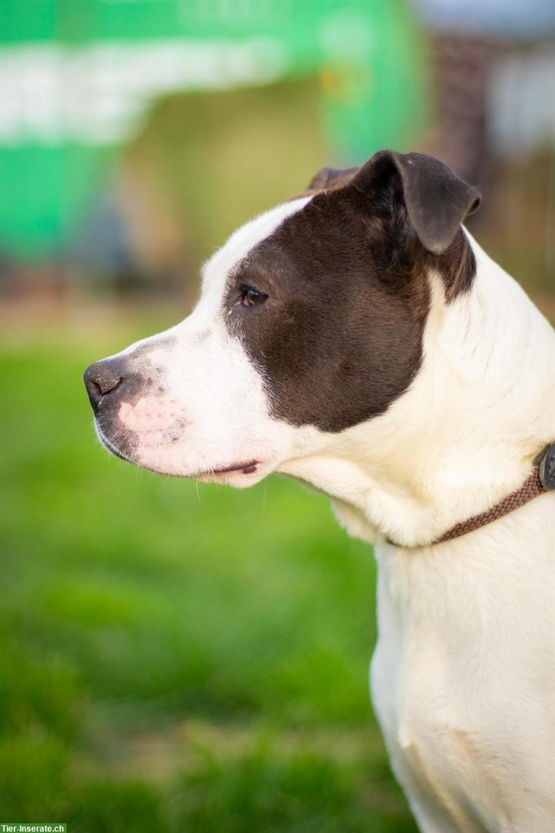 Bild 3: Yoda, eine freundliche AmStaff-Mix Hündin aus dem Tierschutz