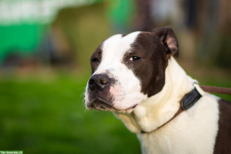 Bild 4: Yoda, eine freundliche AmStaff-Mix Hündin aus dem Tierschutz