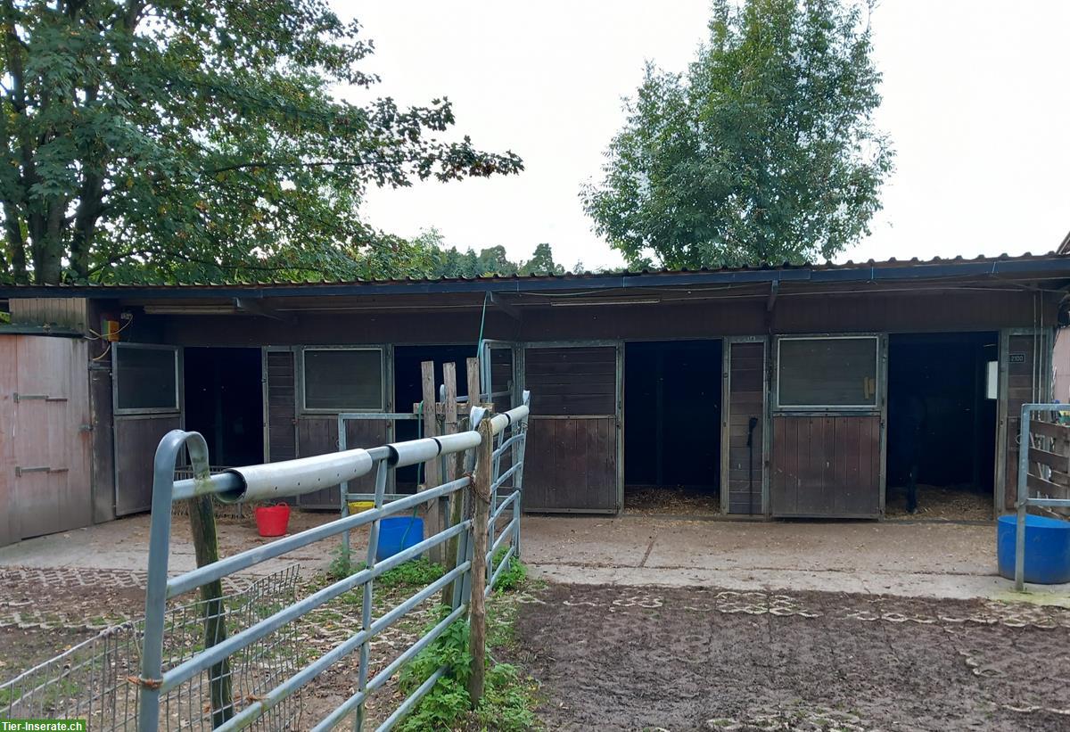 Bild 2: Grosse Auslaufboxe für 1 oder 2 Pferde, Oberentfelden AG