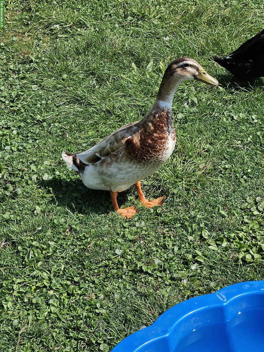 Bild 3: Junge Laufenten Erpel