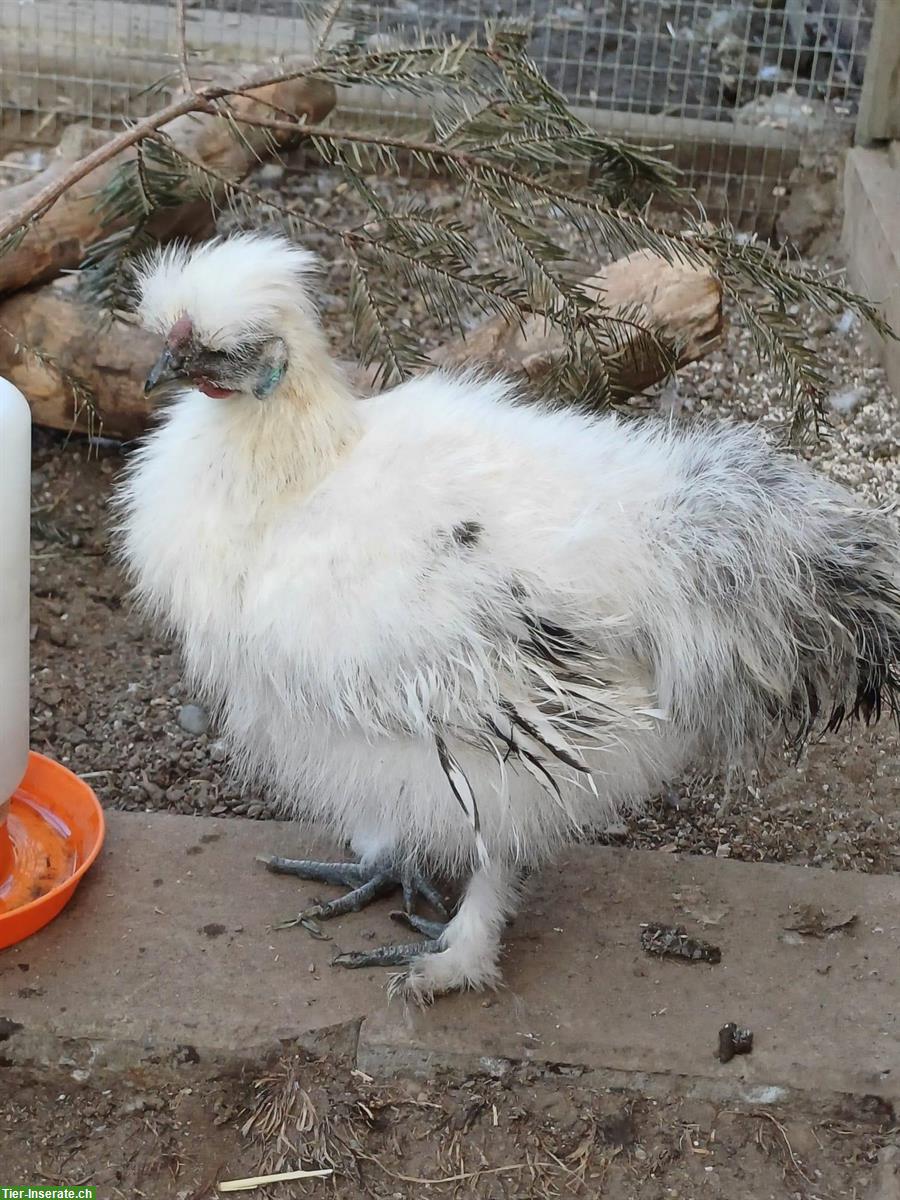 Bild 3: GRATIS: Zwergseidenhuhn Junghähne aus Naturbrut