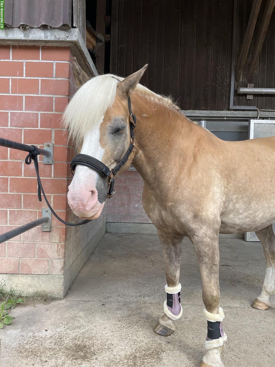 Reitbeteiligung für Haflinger Wallach in Nürensdorf ZH