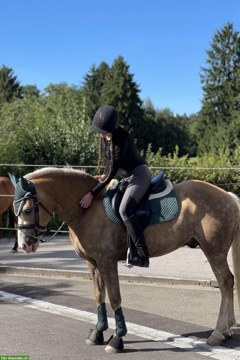 Bild 2: Reitbeteiligung für Haflinger Wallach in Nürensdorf ZH