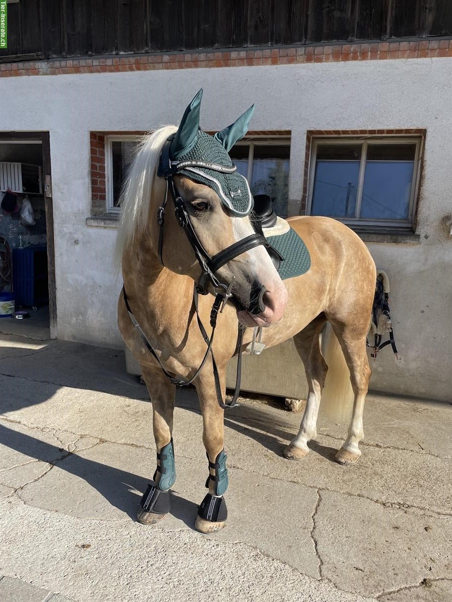 Bild 3: Reitbeteiligung für Haflinger Wallach in Nürensdorf ZH