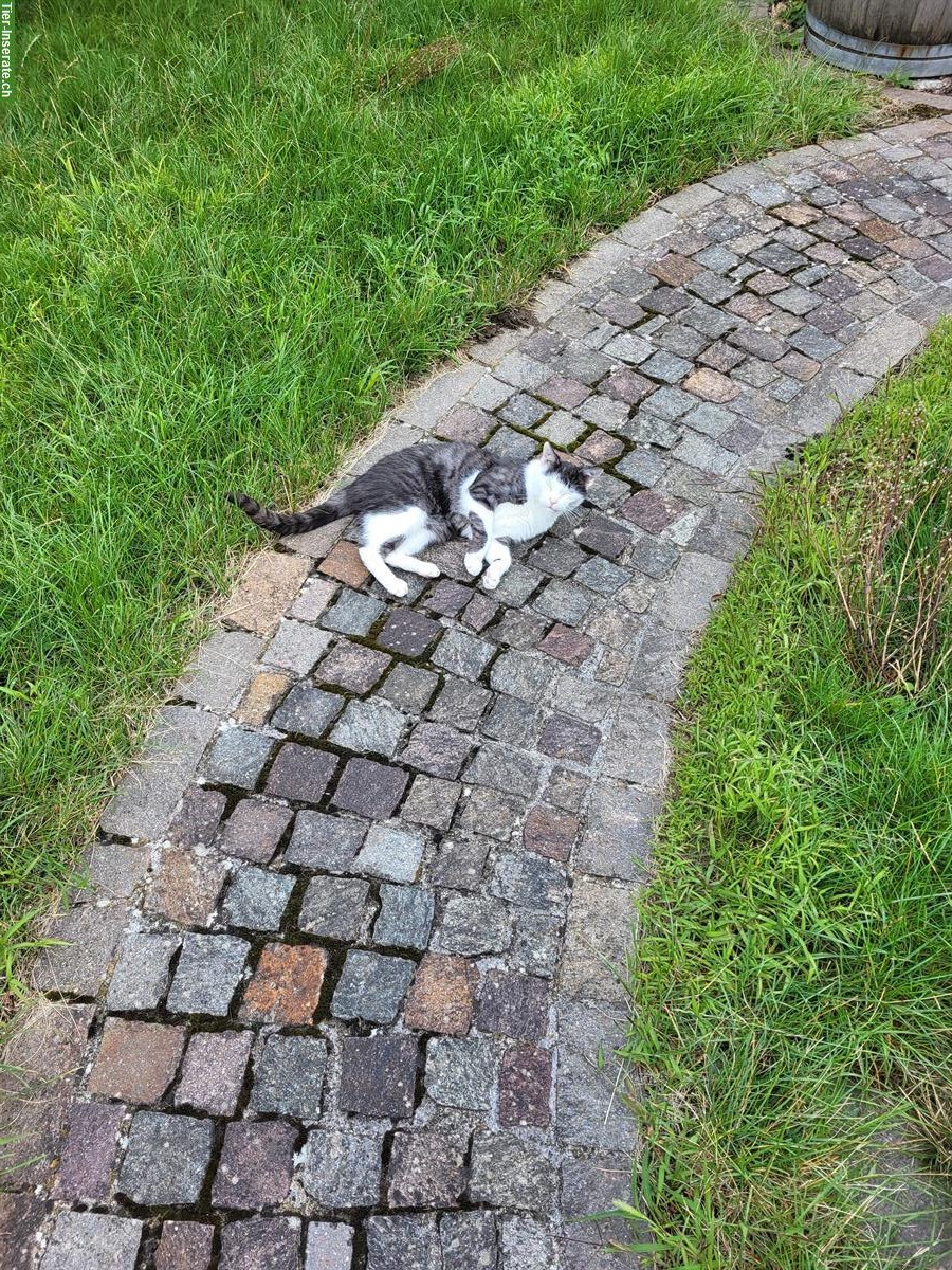 Bild 4: GRATIS: Kater Sämi, ein verschmuster Freigänger