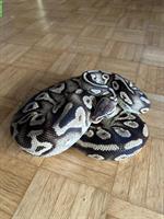 Python regius Pastel Phantom Yellow Belly