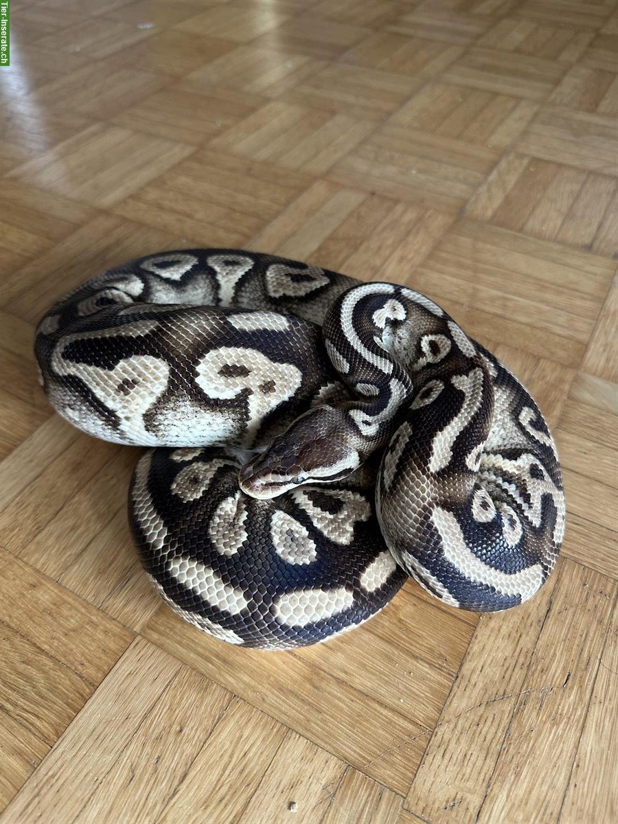 Bild 2: Python regius Pastel Phantom Yellow Belly