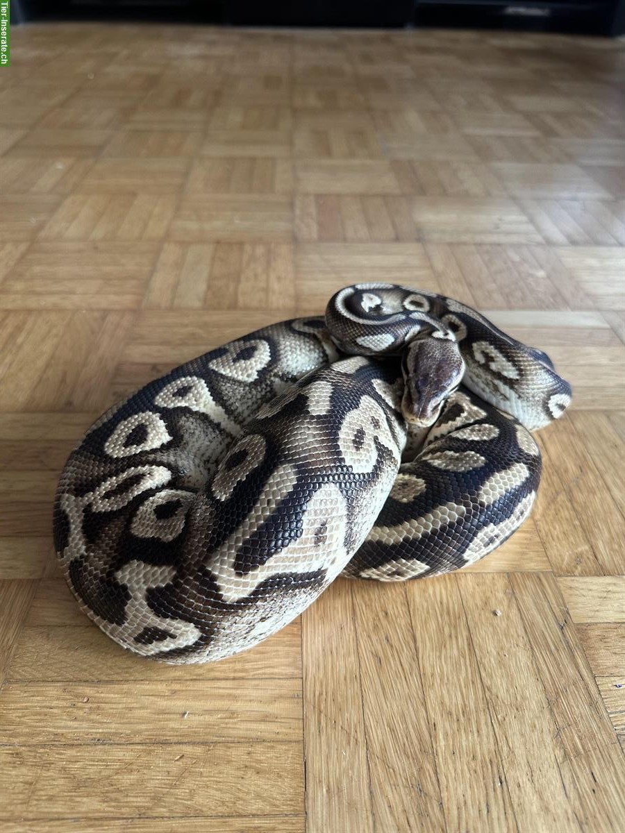 Bild 3: Python regius Pastel Phantom Yellow Belly