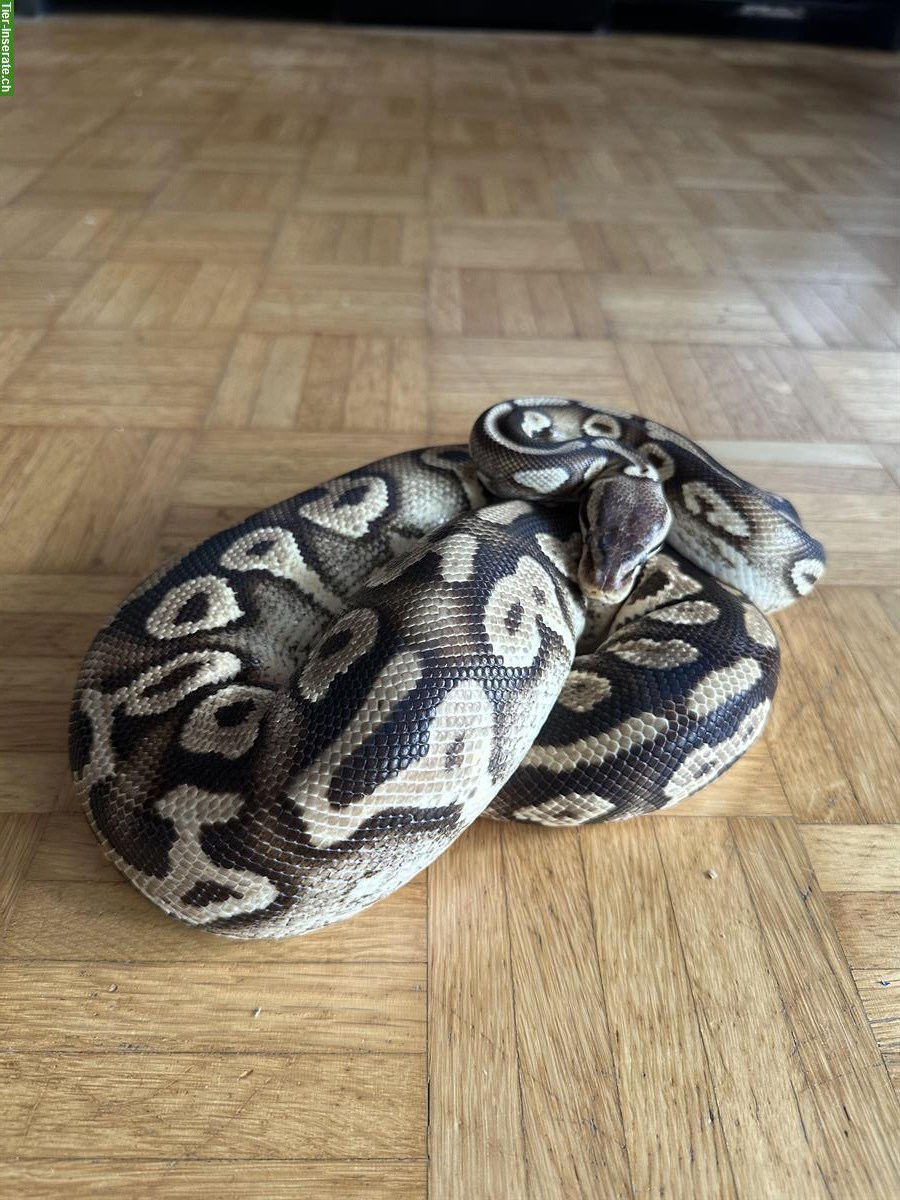 Bild 4: Python regius Pastel Phantom Yellow Belly