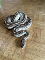 Python regius Butterpastel